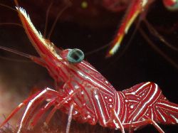 Cleaner Shrimp- Great Barrier Reef Aust by Joshua Miles 